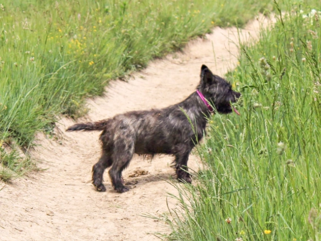 Cairn-Terrier Welpe kaufen