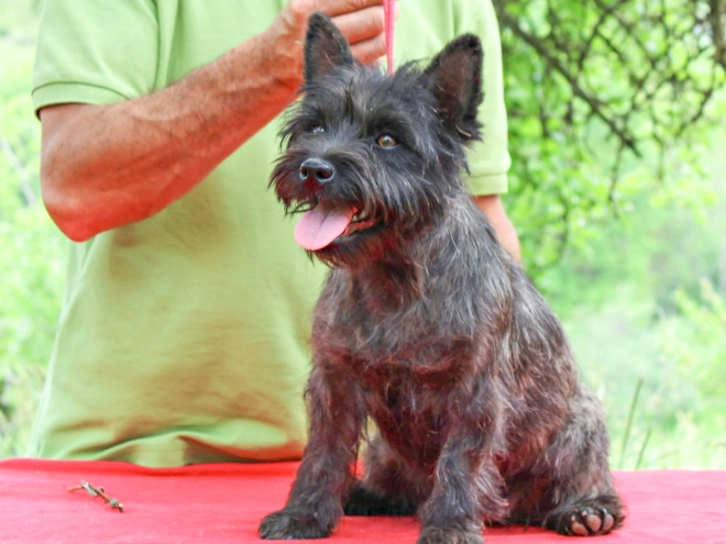 Cairn-Terrier Welpe kaufen