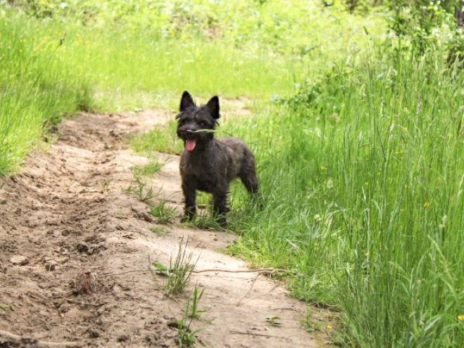 Cairn-Terrier Welpe kaufen