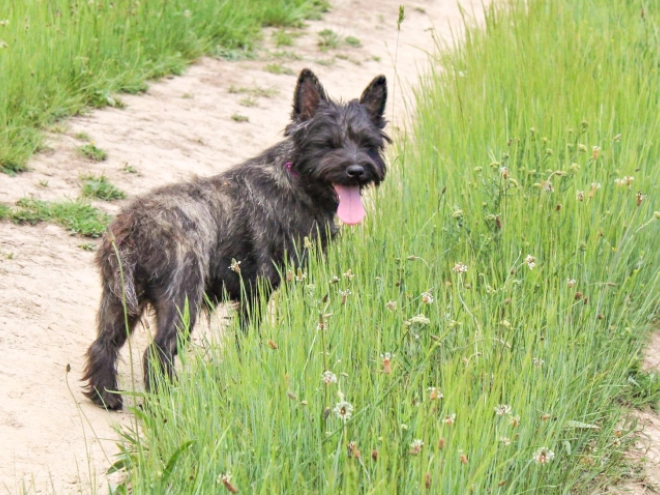 Cairn-Terrier Welpe kaufen