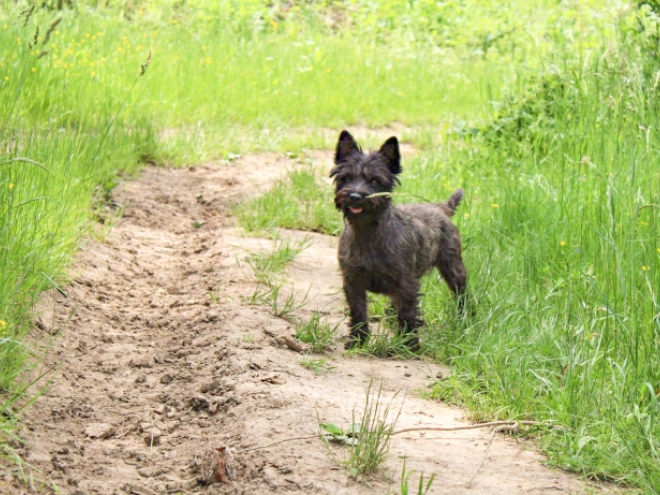 Cairn-Terrier Welpe kaufen