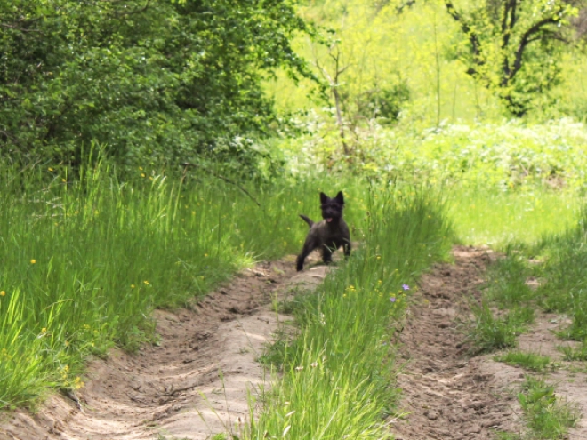 Cairn-Terrier Welpe kaufen