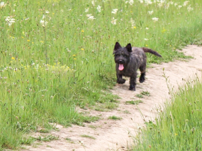 Cairn-Terrier Welpe kaufen