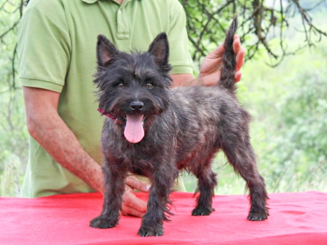Cairn-Terrier Welpe kaufen