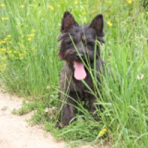 Jackie, brindle Cairn Terrier for sale