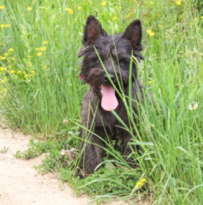 Cairn-Terrier Welpe kaufen