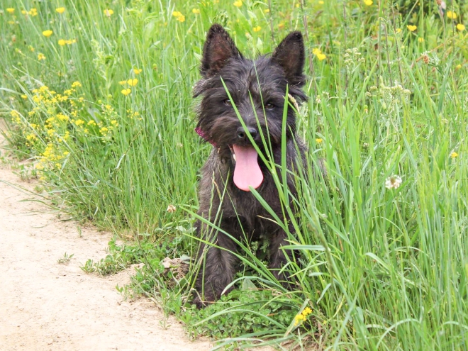 Cairn-Terrier Welpe kaufen
