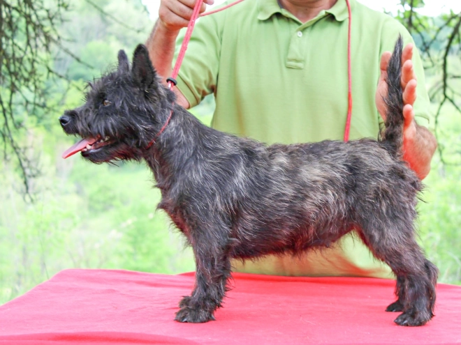 Cairn-Terrier Welpe kaufen