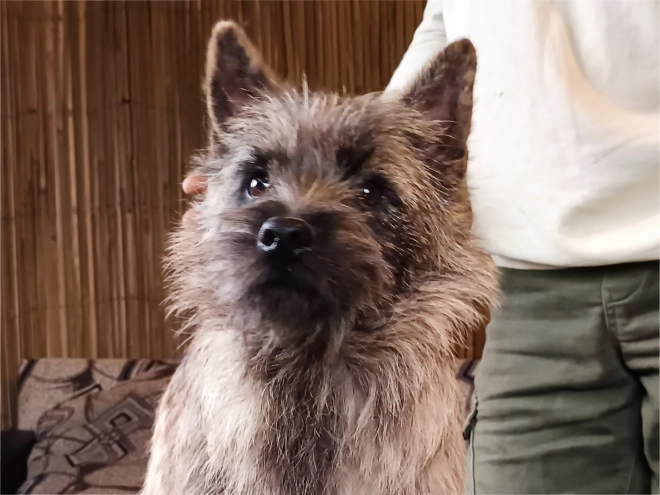 Perros Terrier Cairn en venta