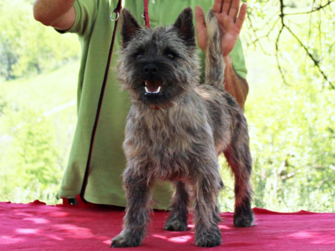 Perros Terrier Cairn en venta