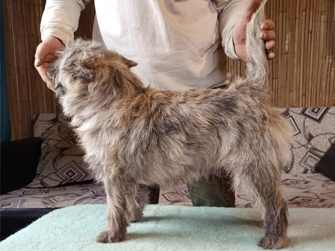 Perros Terrier Cairn en venta