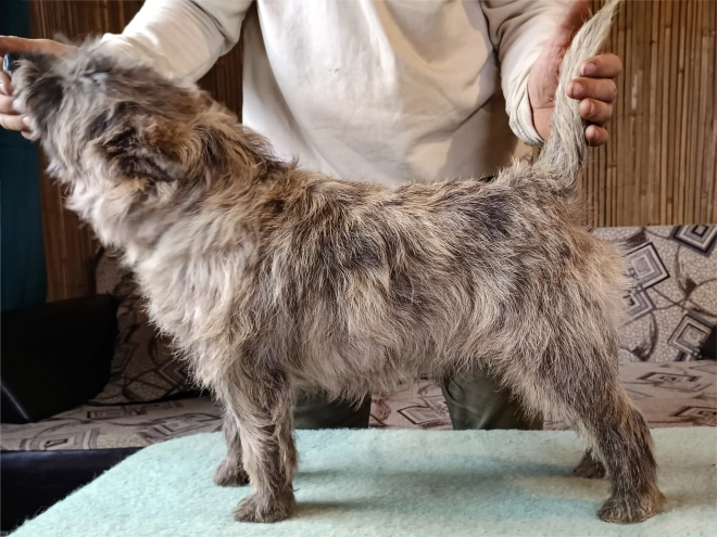 Perros Terrier Cairn en venta