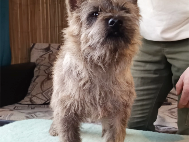 Perros Terrier Cairn en venta