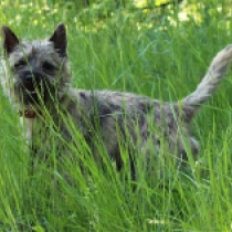Jelenski, brindle Cairn Terrier for sale