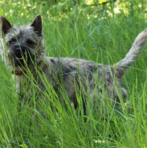 Cairn-Terrier Welpe kaufen