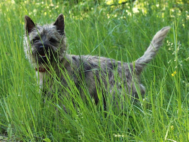 Perros Terrier Cairn en venta