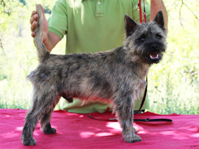 Perros Terrier Cairn en venta