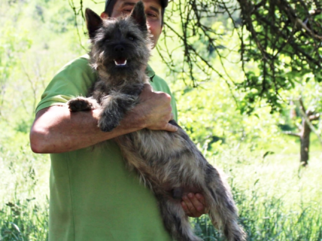 Perros Terrier Cairn en venta