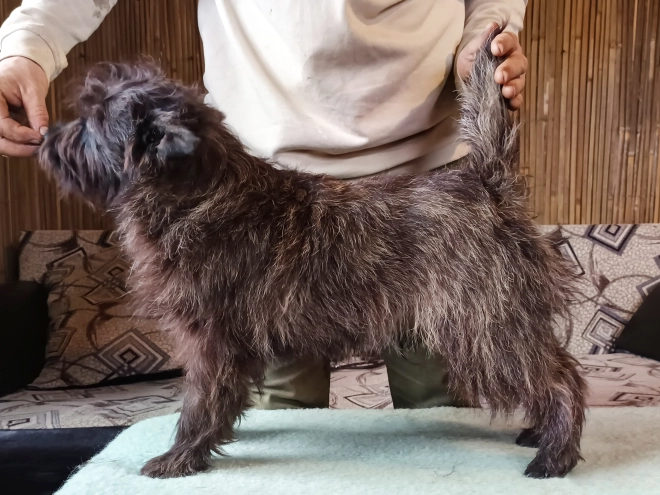 Cairn Terrier puppy for sale