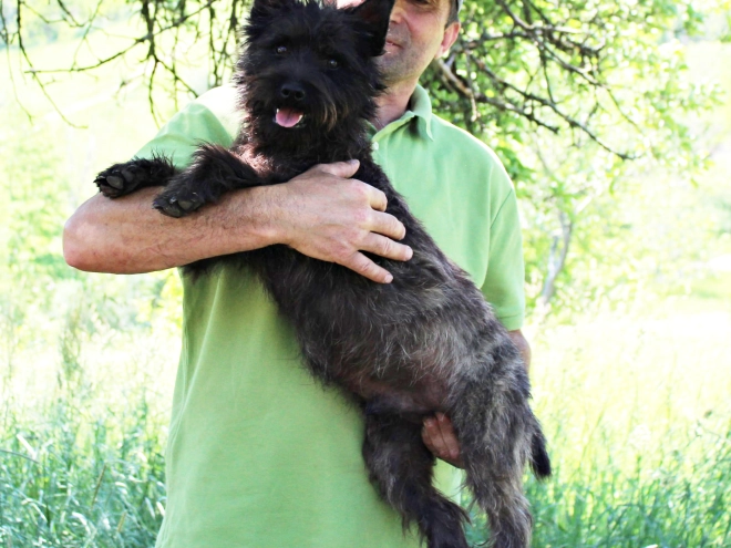 Cairn Terrier puppy for sale