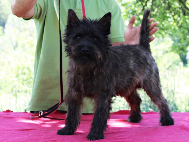 Cairn Terrier puppy for sale