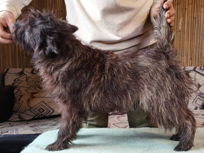 Cairn Terrier puppy for sale