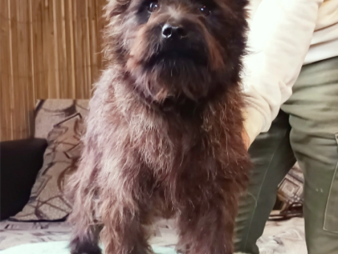 Cairn Terrier puppy for sale