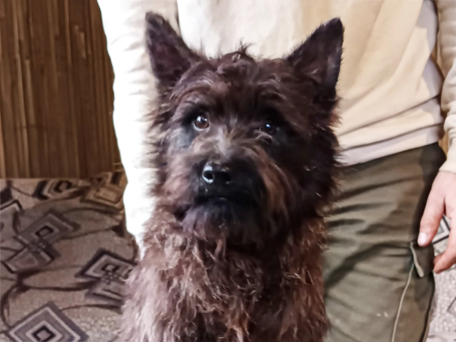 Cairn Terrier puppy for sale