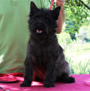 Cairn-Terrier Welpe kaufen