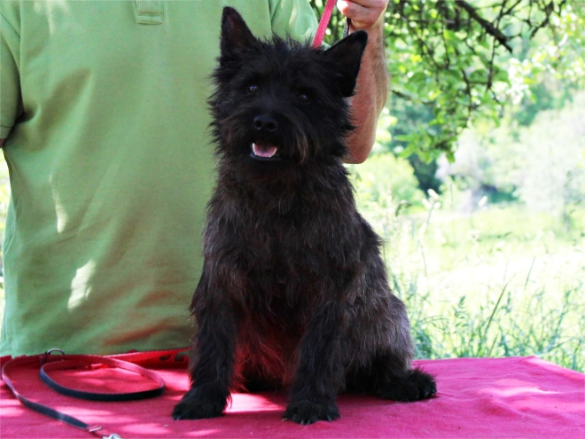 Cairn Terrier puppy for sale