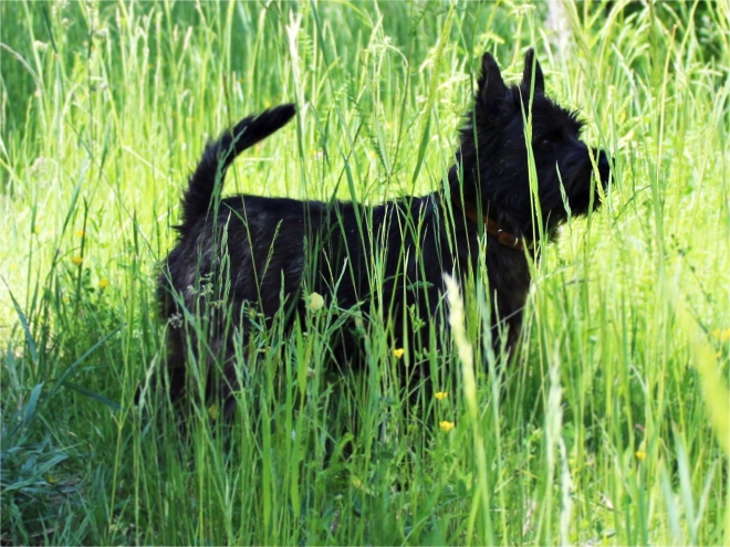 Cairn Terrier puppy for sale