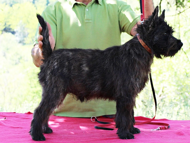 Cairn Terrier puppy for sale