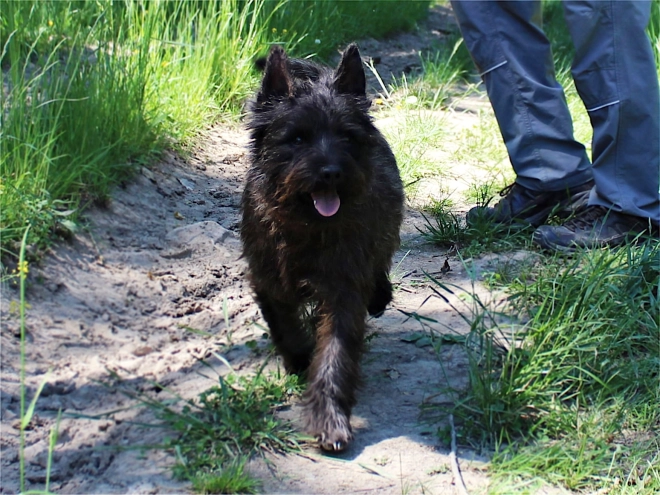 Cairn Terrier puppy for sale