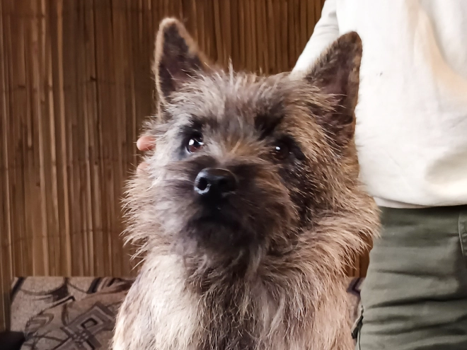 Cairn-Terrier Welpe kaufen