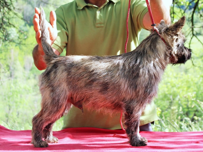 Cairn-Terrier Welpe kaufen