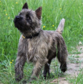 Cairn-Terrier Welpe kaufen