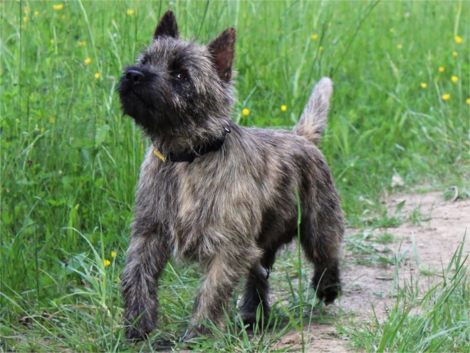 Cairn-Terrier Welpe kaufen