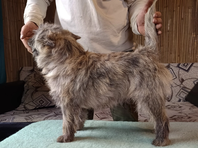 Cairn-Terrier Welpe kaufen