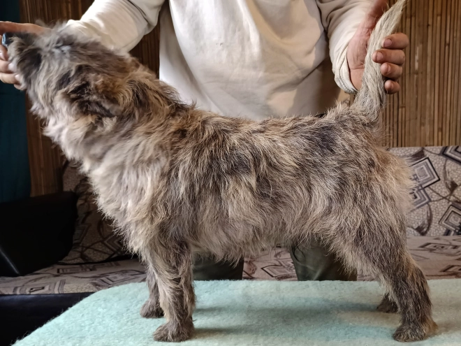 Cairn-Terrier Welpe kaufen