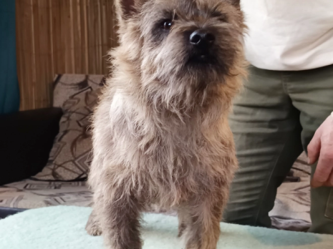 Cairn-Terrier Welpe kaufen