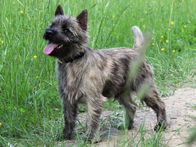 Cairn-Terrier Welpe kaufen
