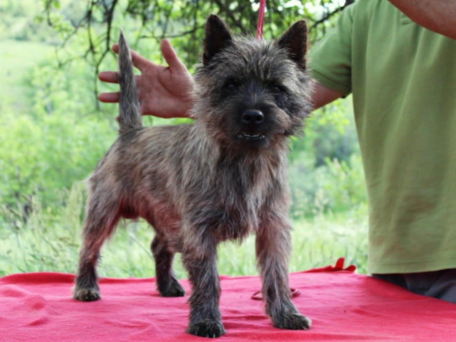 Cairn-Terrier Welpe kaufen