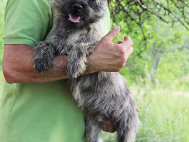 Cairn-Terrier Welpe kaufen