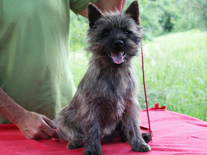 Cairn-Terrier Welpe kaufen