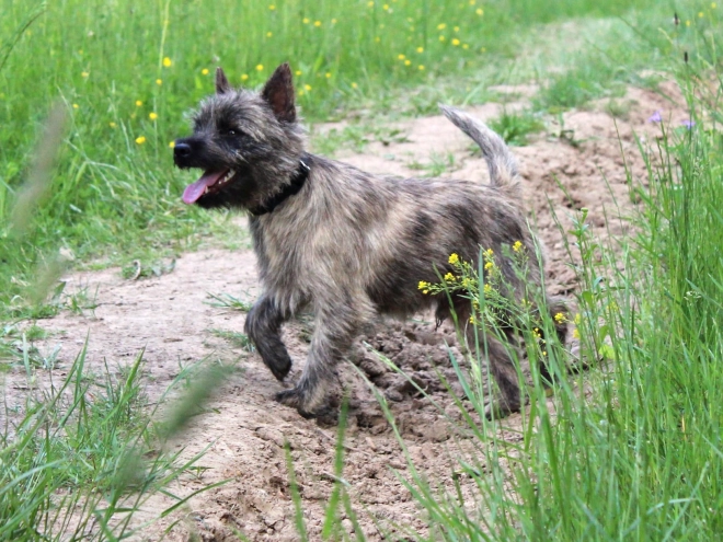 Cairn-Terrier Welpe kaufen