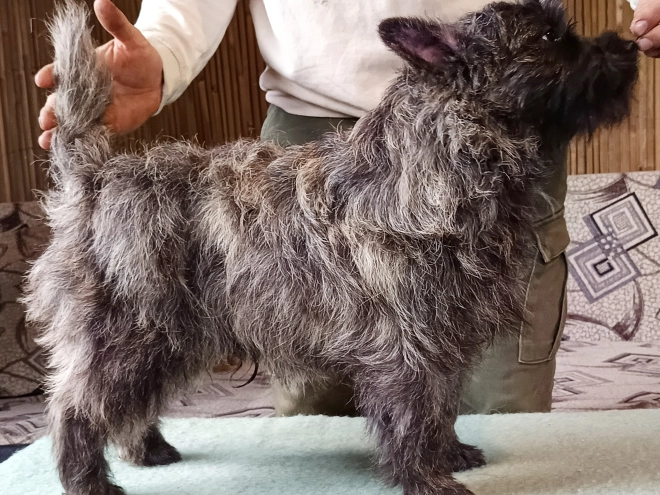 Perros Terrier Cairn en venta