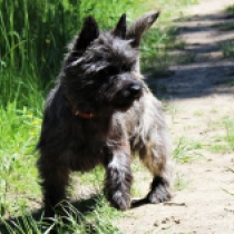Jean-Luc, brindle Cairn Terrier for sale