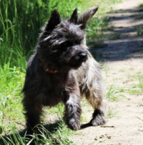 Cairn-Terrier Welpe kaufen