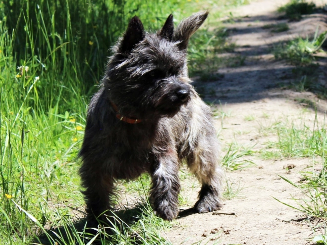 Perros Terrier Cairn en venta