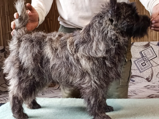 Perros Terrier Cairn en venta